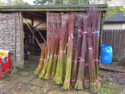 Image for Willow harvesting