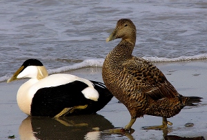 Cuddy Ducks for Duns